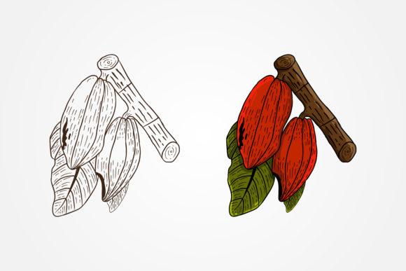 Cacao Illustration Vintage
